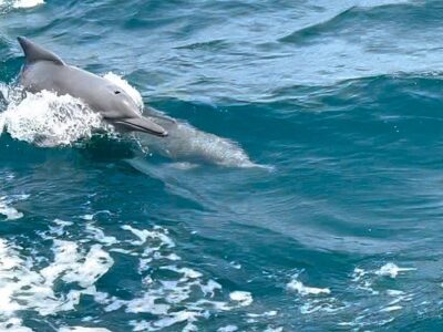 half-day-dhow-cruise